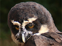 spectacled owl close up